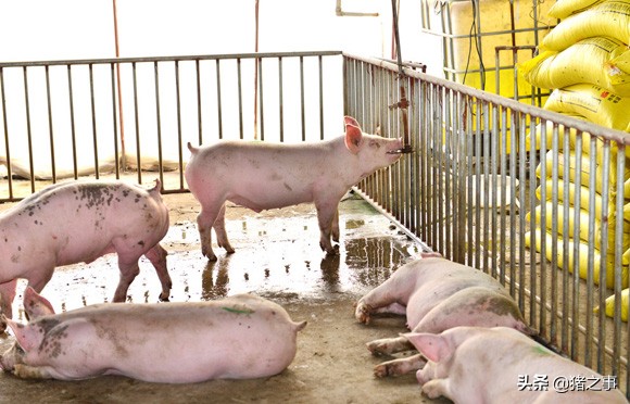 天气降温猪食欲不佳,天气热了猪群不活跃了