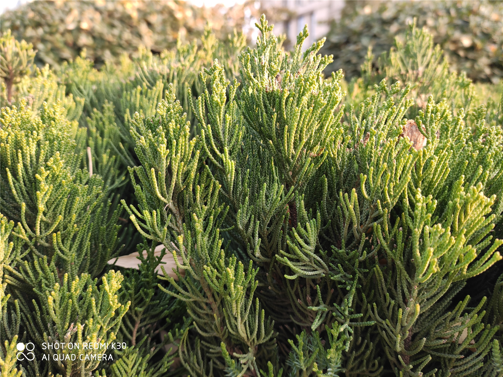 redmik30至尊版和红米k30pro参数,redmik30s至尊纪念版