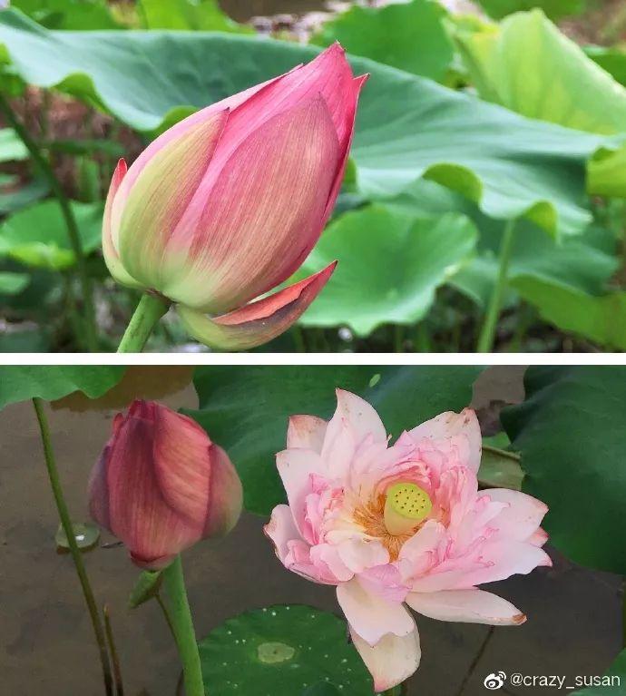 广州有荷花的地方,广州周边的荷花景点推荐