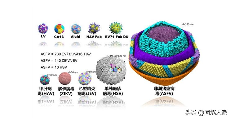 大同猪肉价格多少钱一斤,大同沃尔玛超市猪肉价