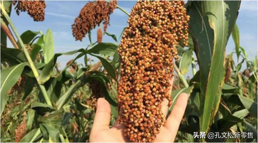 酒是高粱写的诗,关于泸州老窖酒的诗句