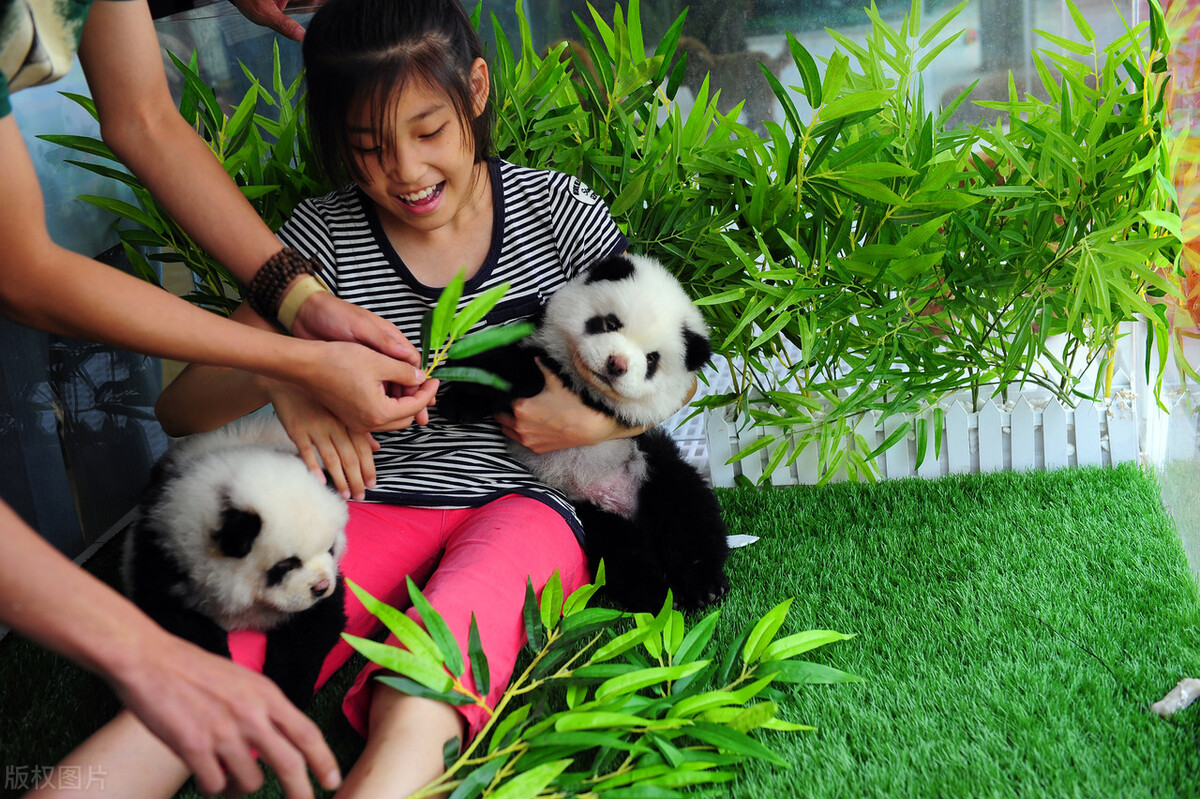 生活中松狮犬的养护须知是什么,松狮犬该怎么养这篇文章为你解读