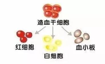 人一生仅有一次的救命脐带血，到底要不要存？