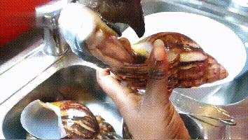 舌尖上的非洲2:什么都吃的国人却不敢吃它——“非洲大蜗牛”