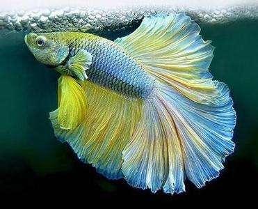 观赏鱼水草自然繁殖,观赏鱼用什么水草养最合适