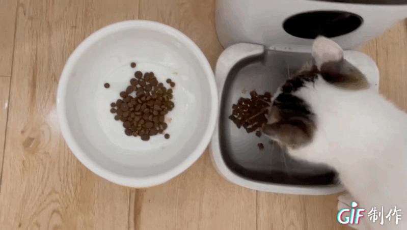 推荐猫粮养胖,经济又实惠的好猫粮推荐