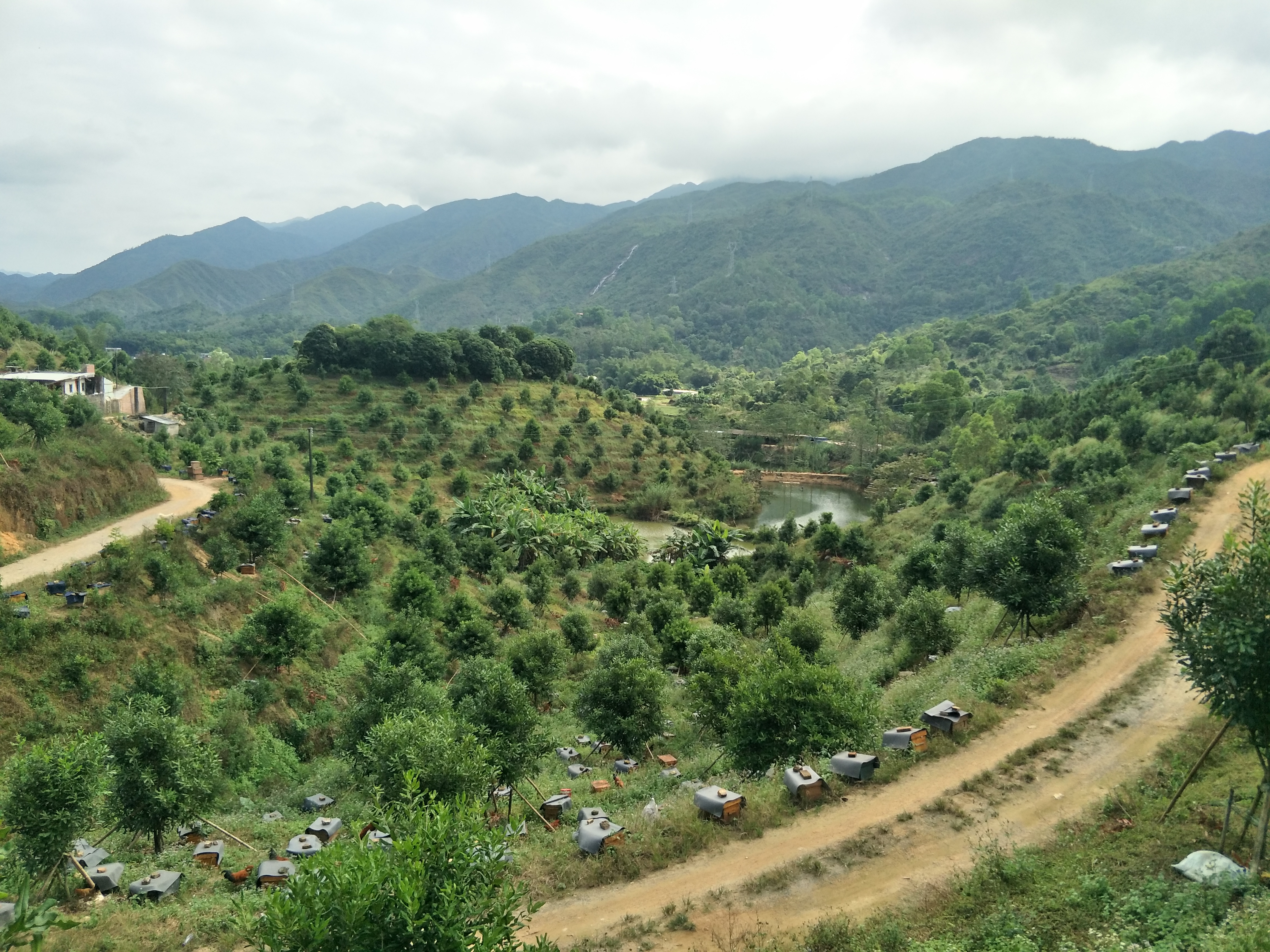 养蜂教程讲解蜂箱快速诱蜂,养蜂诱蜂技术教学