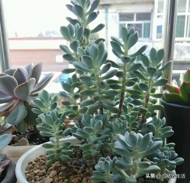 盘点6种适合秋天养的多肉,适合一年四季阳台养的多肉植物