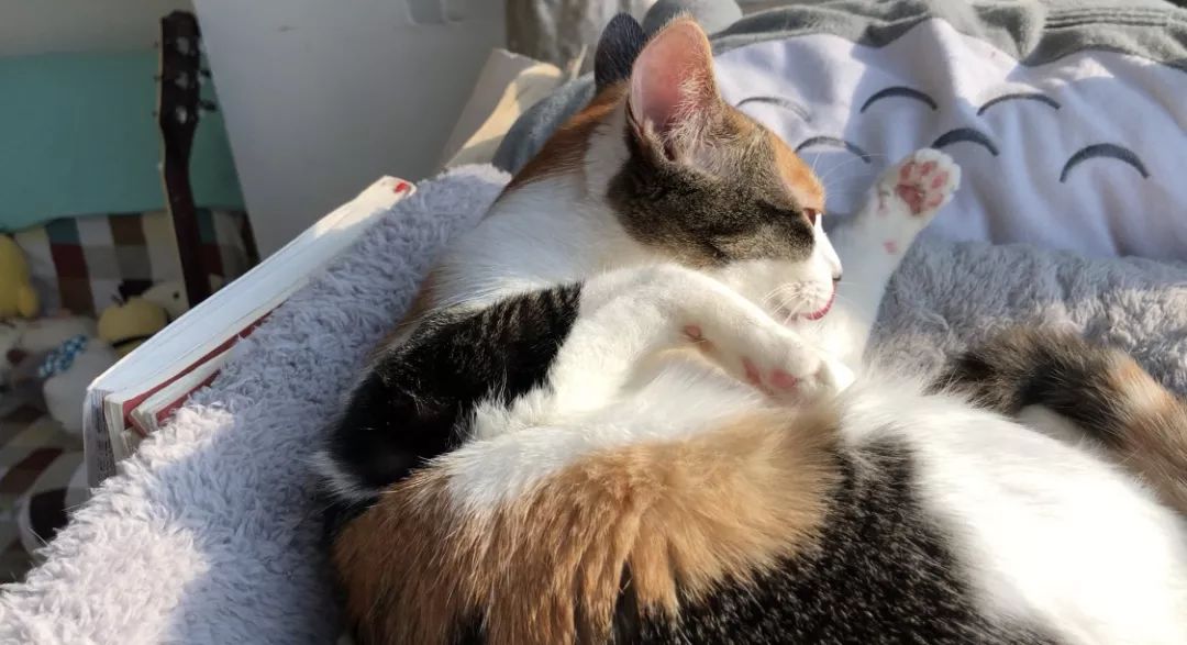 猫咪黑下巴红霉素和凡士林用多少,猫咪总是流棕色眼泪还有点黑下巴