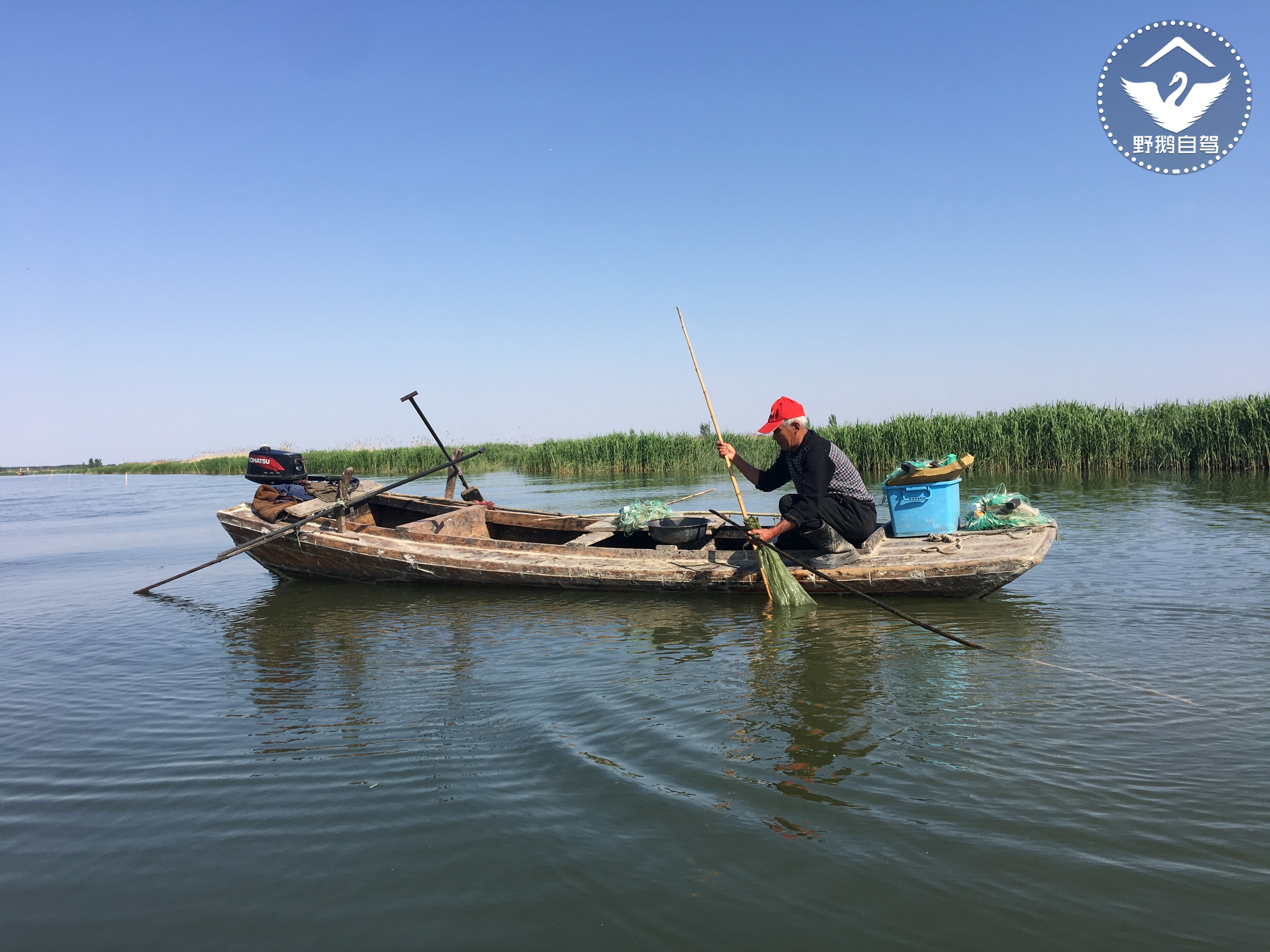 周末带娃自驾白洋淀，下地笼、抓小虾，亲密接触鱼鹰