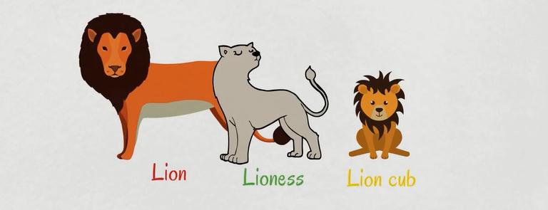 关于动物的英语单词100个带图片,英语常用词汇整理