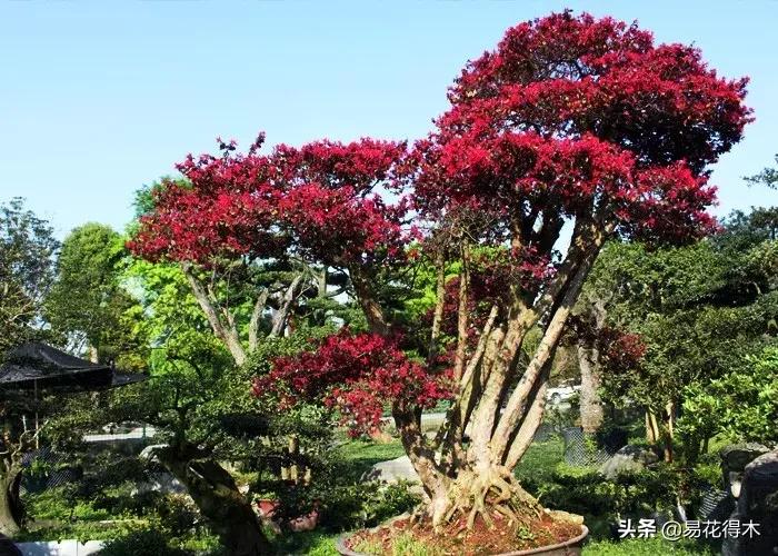 椤剁骇鐧借姳妾垫湪鐩嗘櫙,鐧借姳妾垫湪鐩嗘櫙鏋湪閫㈡槬