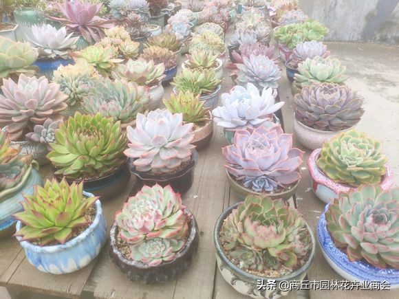 荷花多肉好养吗容易活吗,多肉用水养得活吗