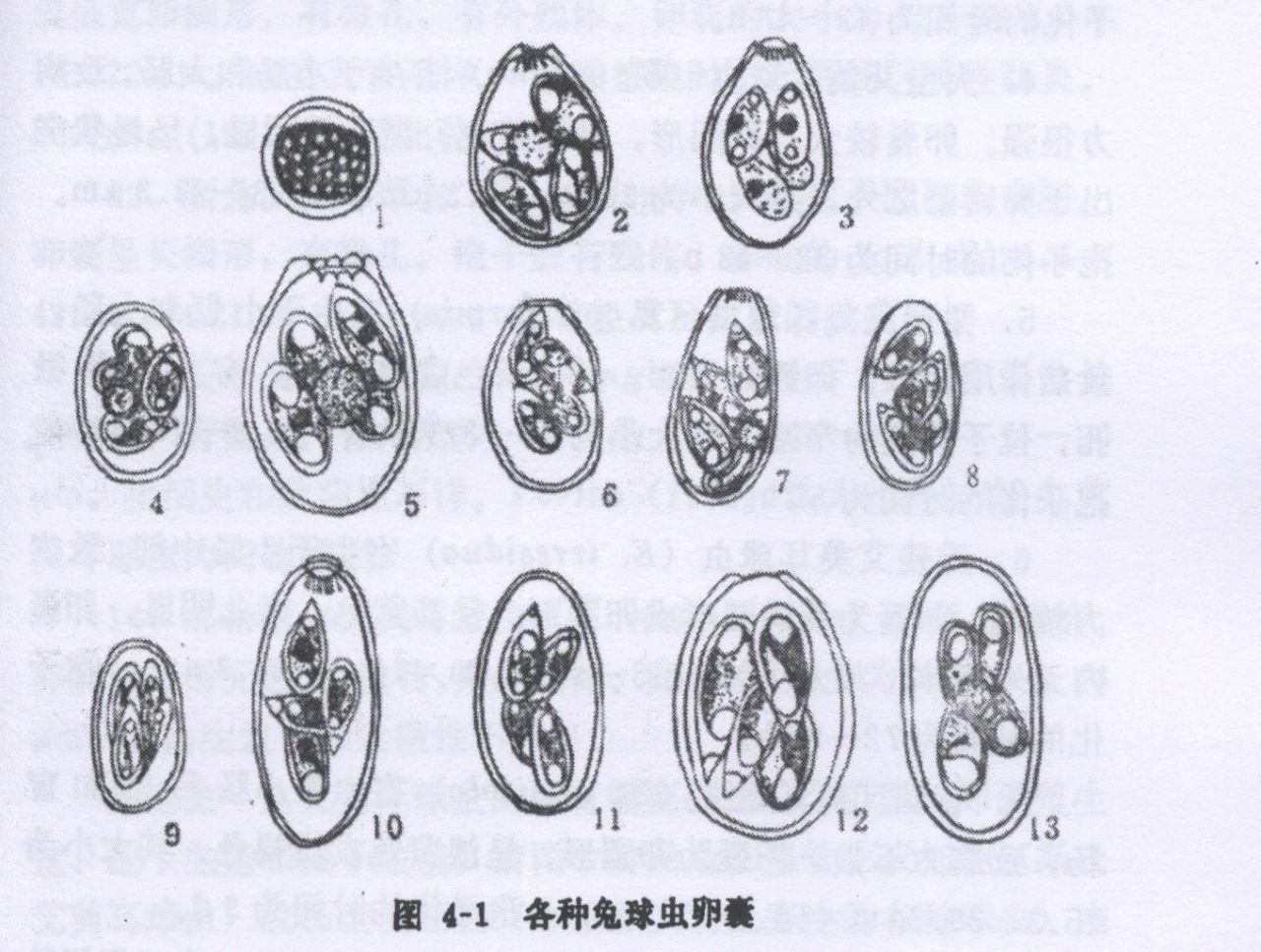 当它们在吃屎时,它们在吃什么?