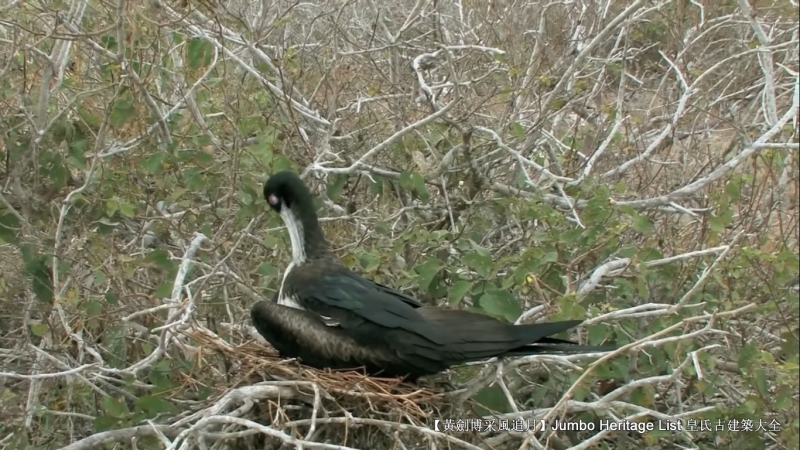 世界上最长寿的象龟多少岁,迄今发现最长寿的龟