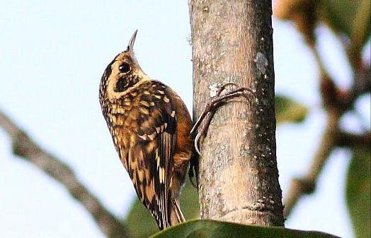广东常见鸟类图谱和名称图文,东江揽胜鸟类
