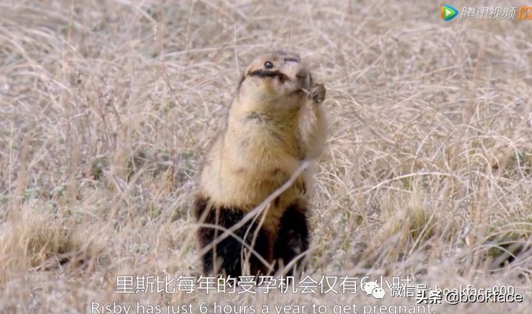 你这个坏怂，尽显渣之本色