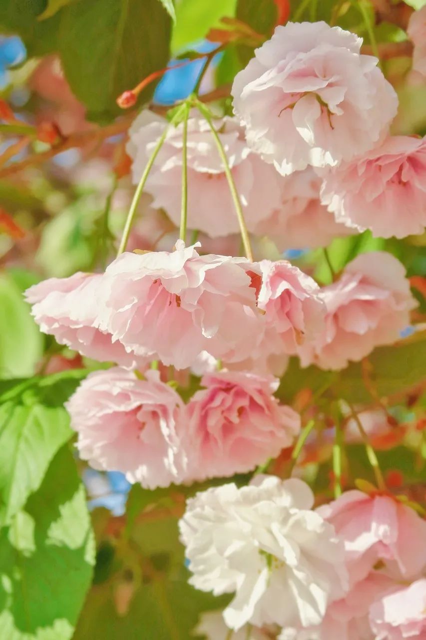 12月想要什么,12月的冬日暖阳岁月如此静好