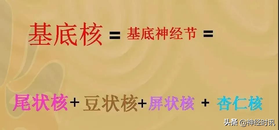 基底节ct解剖示意图,影像解剖图谱怎么用