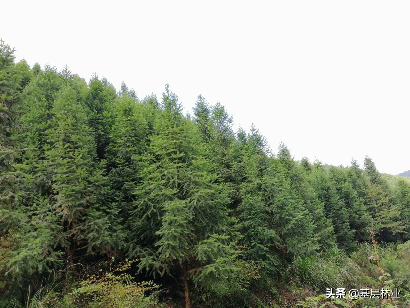 杉木林种植效果怎么样,杉木种植几年可以砍伐