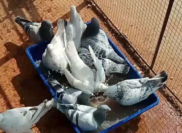 母鸽子几年后不会繁殖,一窝鸽子配对繁殖行吗