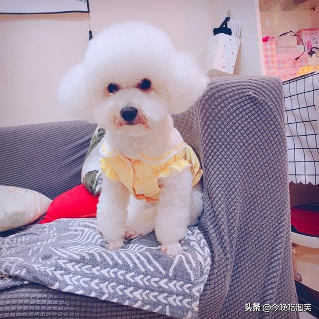 比熊犬美容一次大概多少钱,茶杯比熊犬几个月能美容