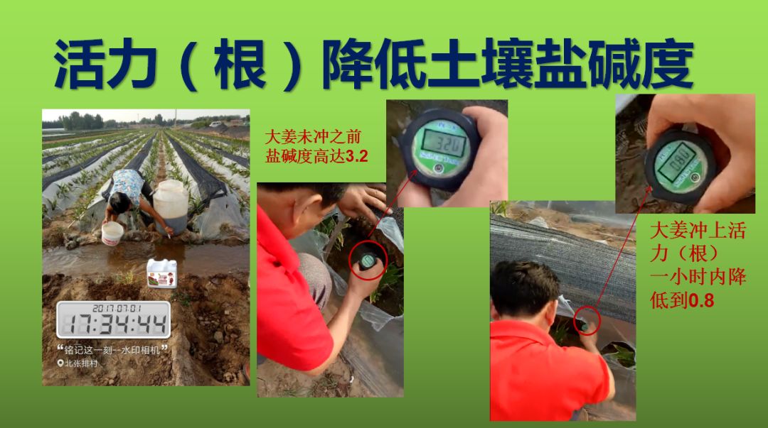 种姜怎么种产量更高,春耕进行时农村种姜