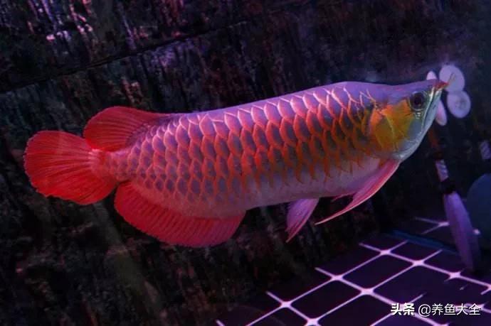 我的龙鱼长得慢怎么回事,龙鱼十天了不开口怎么弄