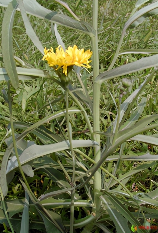 农田根茎常见杂草图谱,水稻农田常见杂草图谱大全