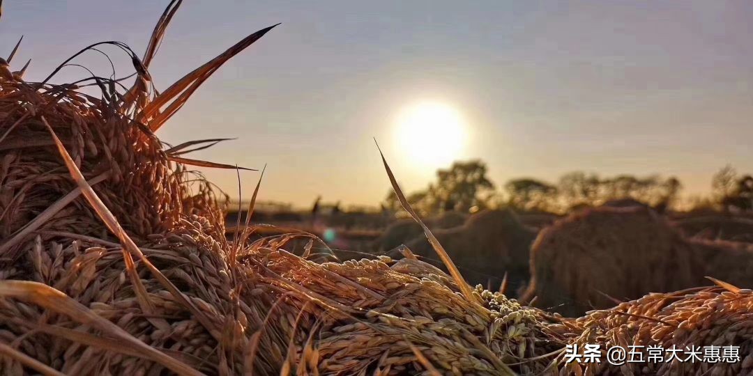 谈谈五常大米的优缺点,然后再决定要不要吃