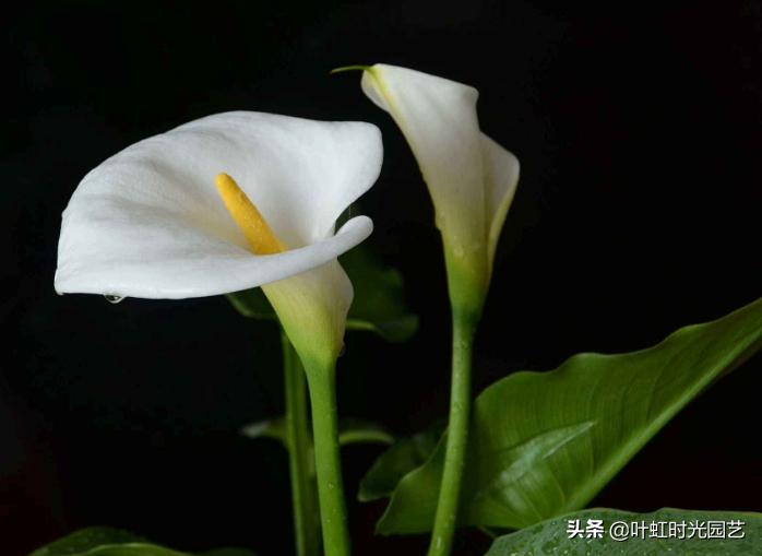 马蹄莲开花期间养护注意什么,马蹄莲的养护要点和方法