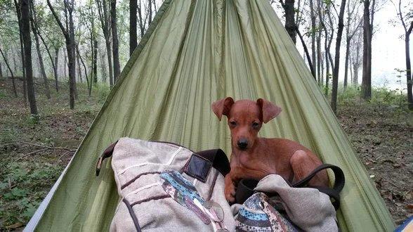 伸舌头的小鹿犬,爱洗澡的小鹿犬