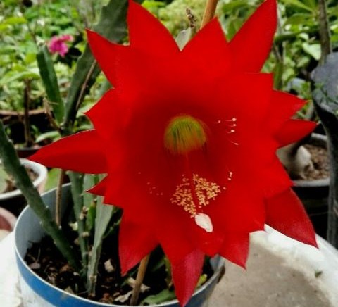 148个仙人球品种大全,100个仙人球品种