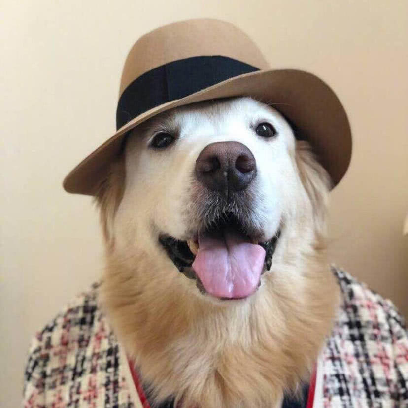 皇家和渴望狗粮,夹心狗粮伯纳天纯