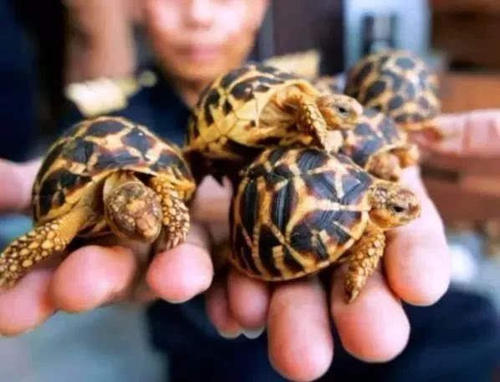 印度星陆龟能养吗,印度星陆龟如何养