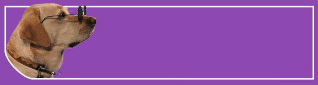 寄生虫在狗子的皮肤上肆虐，如何摆脱？｜健康