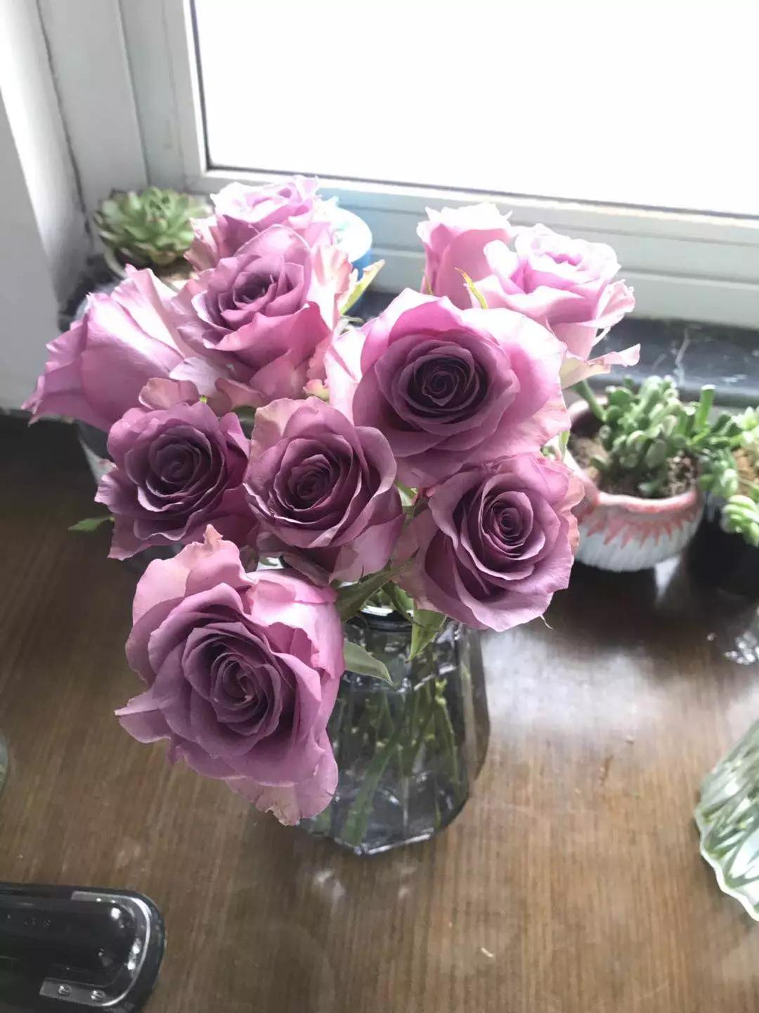 玫瑰养护教程文字,玫瑰养护技巧与方法