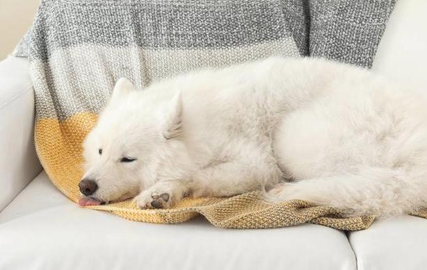 养萨摩耶需要注意些什么吗,养萨摩耶一个月需要花费多少钱