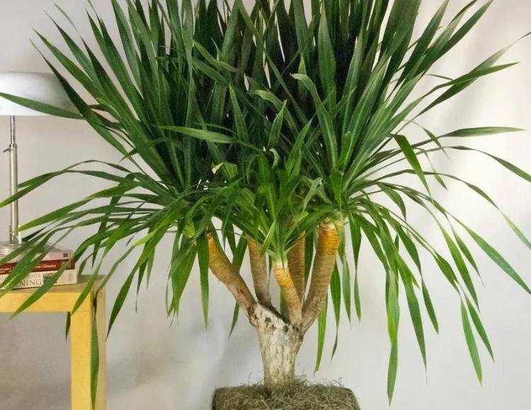 龙须树在客厅里养,室内龙须树怎么养得好