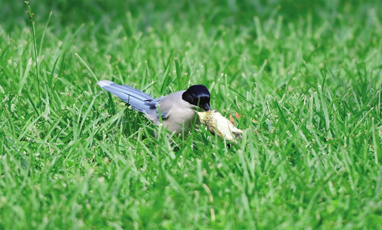 鐏板枩楣婄殑鐪熷疄瑙嗛澶忓ぉ,鐏板枩楣婂叕鍥彲浠ョ湅鍒板悧