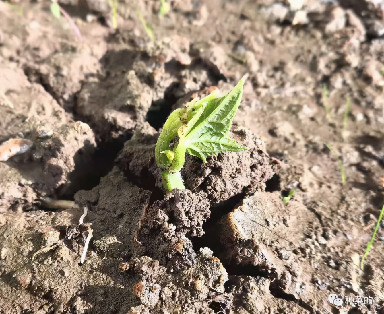 为什么同样的种子不一样,一样种子为什么不发芽