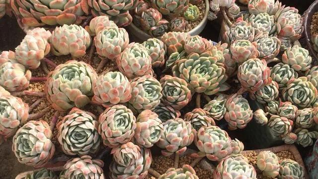 多肉冰梅和贝瑞哪个更容易出状态,多肉冰梅怎么养爆盆