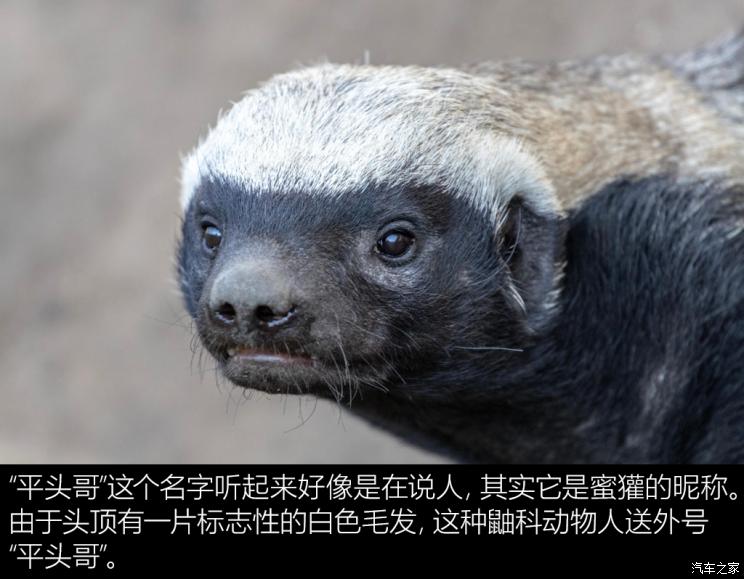 零跑凌芯01可以升级吗,凌芯01芯片