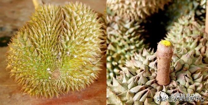 泰国最好的榴莲是什么榴莲,泰国榴莲与越南榴莲