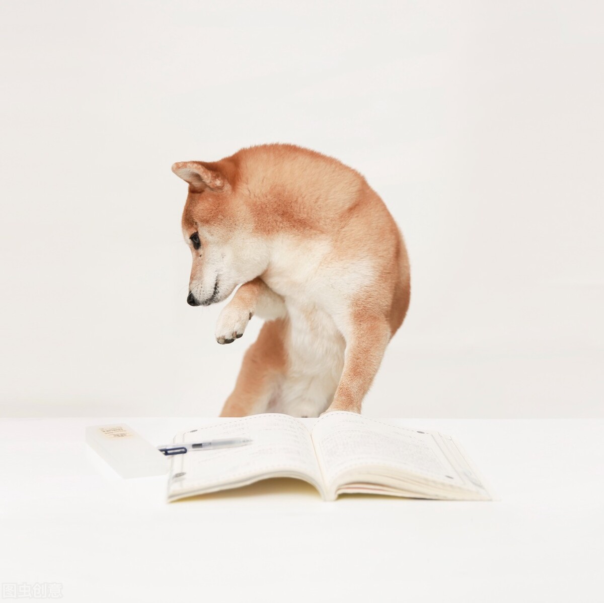 因表情包走红网络,网红柴犬表情包我只想拥有快乐