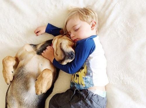 狗的离世给主人带来的打击,狗离世前的征兆