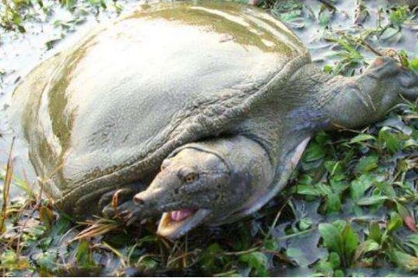 甲鱼养殖技术与管理,甲鱼怎么养殖视频教程