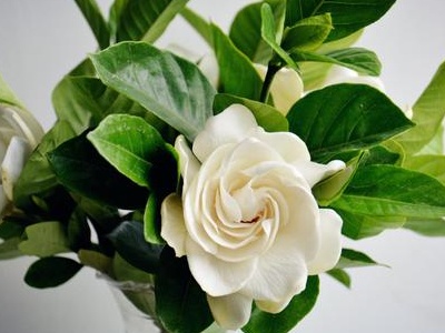 栀子花的叶子发黄怎么回事,栀子花叶子边沿发黄是怎么回事