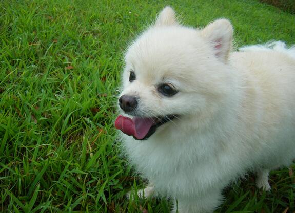 博美严重挑食怎么办,专治挑食的狗粮博美