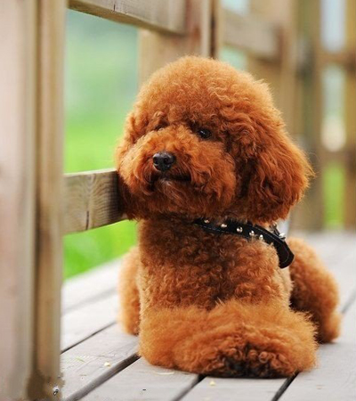 喂养泰迪用多少量的奶粉,茶杯泰迪如何饲养